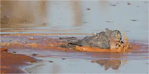Sparrowhawk: Collared Sparrowhawk - Bathing at the edge of a