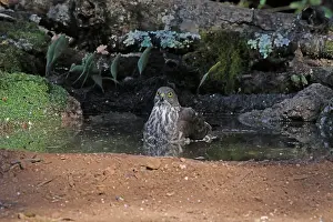 Sparrowhawk: Collared Sparrowhawk juv