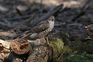 Sparrowhawk: Collared Sparrowhawk juv