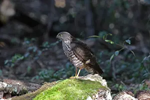 Sparrowhawk: Collared Sparrowhawk juv