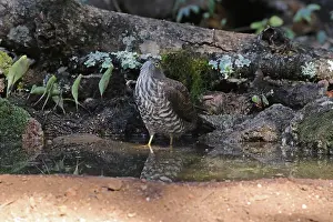 Watering: Collared Sparrowhawk juv