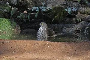 Watering: Collared Sparrowhawk juv