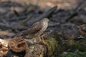 Sparrowhawk: Collared Sparrowhawk juv