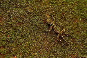 Plica: Collared Tree Lizard (Plica plica) on a tree camouflage