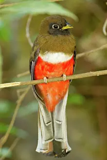 Dota: Collared Trogon