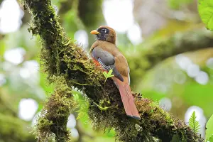 Trogon: Collared Trogon (female)