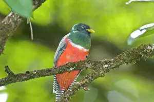 Trogon: Collared Trogon - sitting on branch