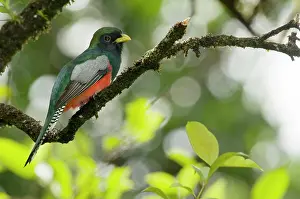 Trogon: Collared Trogon - sitting on branch