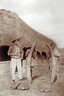 Hunters: Collecting elephant ivory in Uganda, old postcard c1910