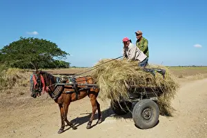 Cart: Collecting hay for animal feed. Vicinity of Manzanillo