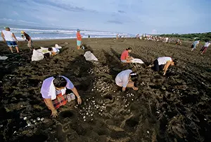 Ridley: Collecting Olive Ridley Turtle eggs