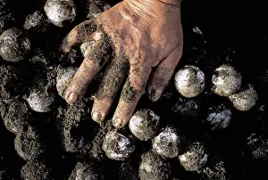 Ridley: Collecting Olive Ridley Turtle eggs