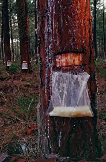 Resin: Collecting Pine resin