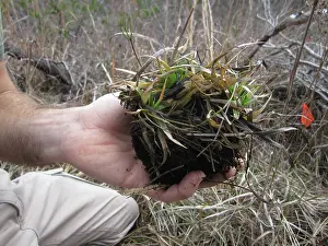 Rearing: Collecting Salamander Eggs