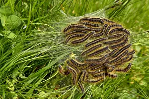 Pupation: Collection of caterpillars, Lackey moth ( Malacosoma