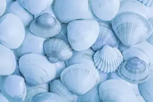 Spiral: Collection of seashells as background in blue tone. Su mmer
