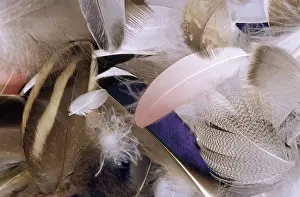 Objects: Collection of various feathers