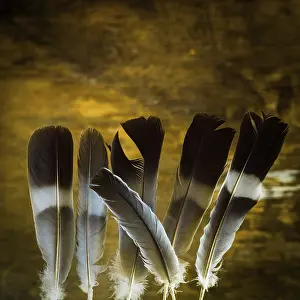 Lights: A collection of vibrant feathers stands upright
