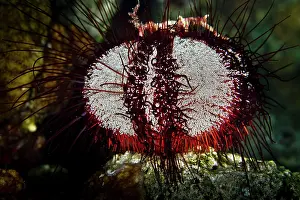 Collector: Collector Sea Urchin