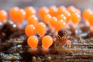 Lorraine: Collembola and Myxomycetes, soil fauna in a garden