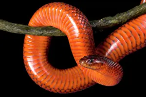 Elapidae: Collett's snake (Pseudechis colletti) on black background