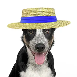 Smiling: Collie Dog