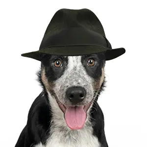Smiling: Collie Dog