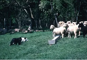 Romney: Collie DOG - Rounding up Romney sheep
