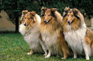 Likeable: Collie Dog sitting on Grass