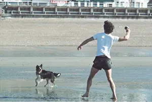 Waiting: Collie DOG - waiting for owner to throw ball