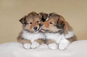 Cuddle: Collie longhair, sable, two puppies 8 weeks, next