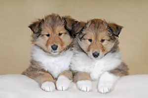 Cuddle: Collie longhair, sable, two puppies 8 weeks, sitting