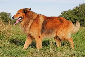 Pant: Collie, mixed breed Collie Mischling