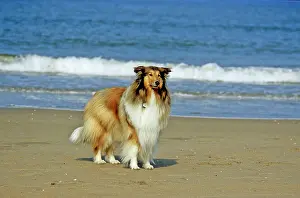 Likeable: Collie Mo, beach