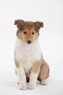 Sable: Collie, puppy, 8 weeks, sable-white