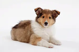 Sable: Collie, puppy, 8 weeks, sable-white, lying, view