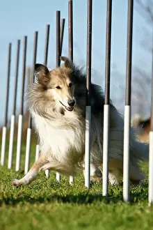 Blurring: Collie running through a slalom course Collie laeuft