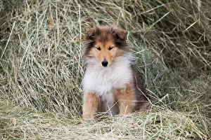Sable: Collie, Scottish Sheepdog, sable and white, puppy