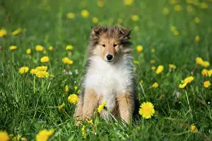 Sable: Collie, Scottish shepherd, puppy, sable white, sitting