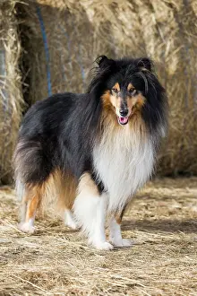 Alsatian: Collie, Scottish Shepherd, tricolor, in front of