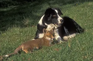 Canines: Collie sheep dog with adopted young fox Cotswolds UK