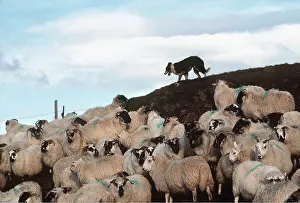 Herding: Collie Sheep DOG working with Blackface Sheep on