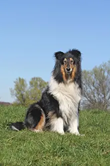 Sitzt: Collie sitting on a lawn Collie sitzt auf der Wiese