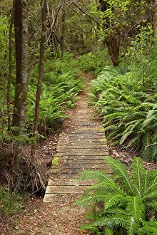 Pathway: Collingwood Junction Track, Collingwood