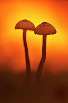 Collybia: Collybia sp