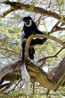 Colobus: Colobus monkey, Colobus guereza occidentalis, Elsamere
