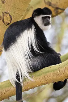 Guereza: Colobus Monkey at Lake Naivasha, Kenya