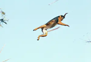 Badius: Colobus Monkey - leaping in mid-air