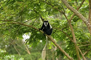 Janis: Colobus monkey in the natural forest on