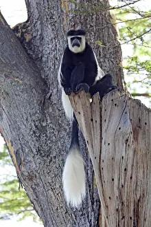 Palliatus: Colobus Monkey - sitting in Acacia Tree